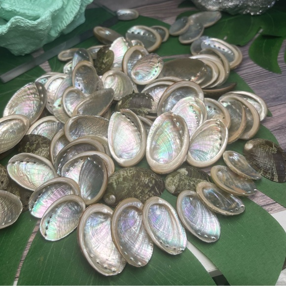 15 GREEN ABALONE SEASHELLS MIXED LOT CRAFTING DIY SUPPLIES COASTAL BEACH DECOR - Picture 3 of 16